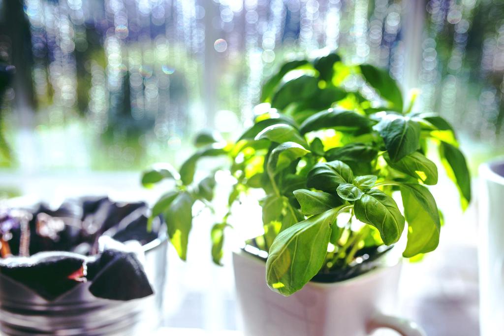 Albahaca en maceta pequeña